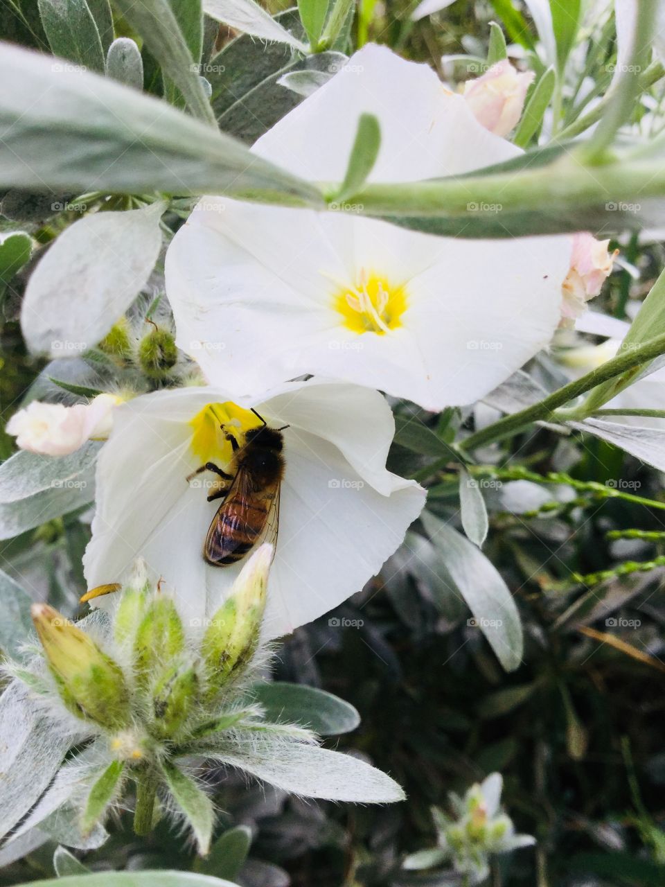 This is a photo of a bee in a white flower with a yellow middle. There are dark green leaves around the flowers.