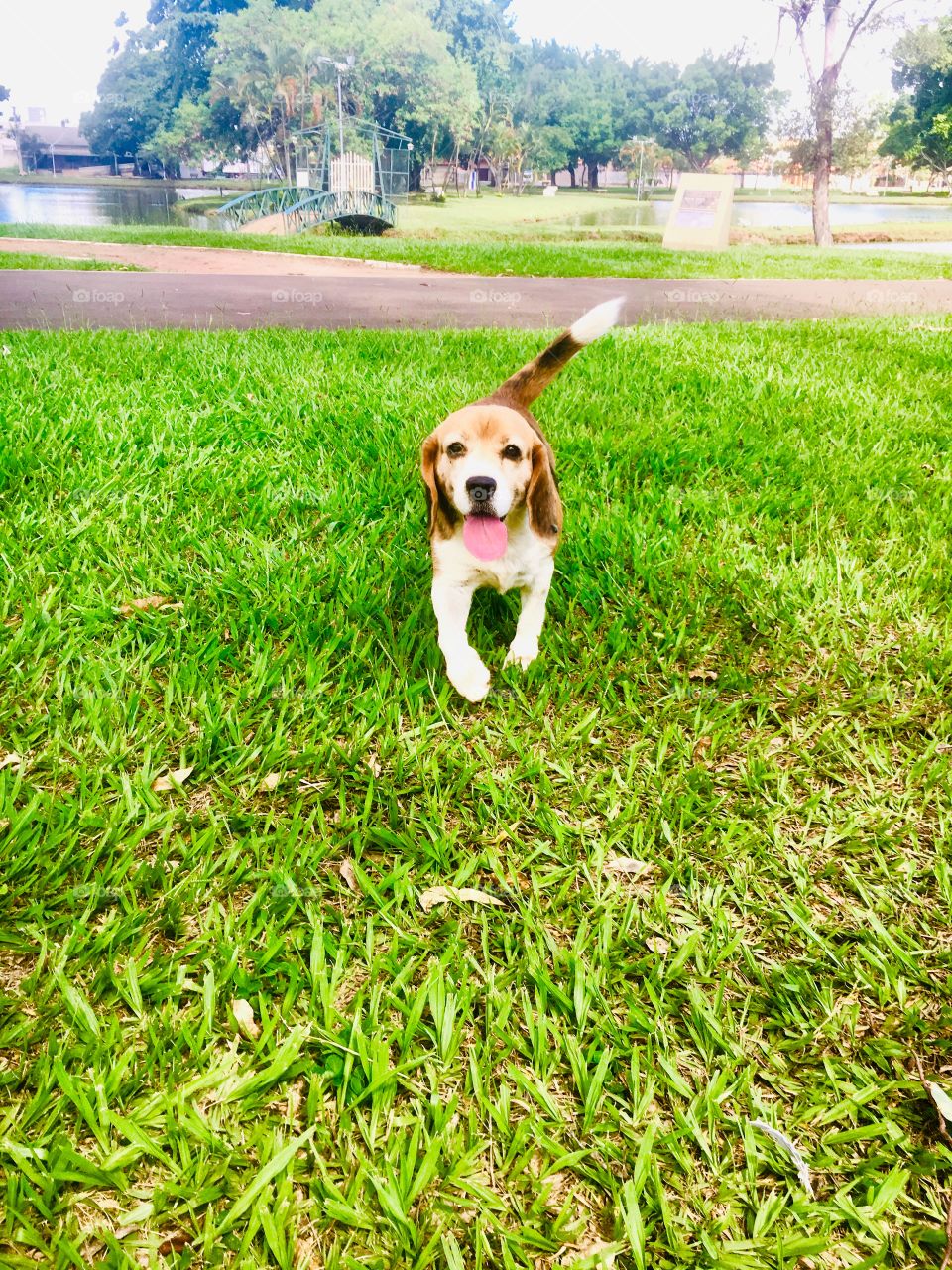 Cute beagle 