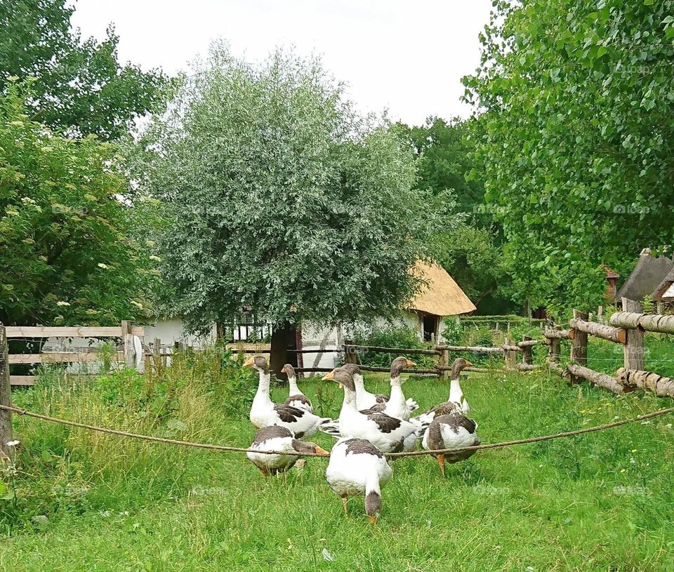 nice geese in the group