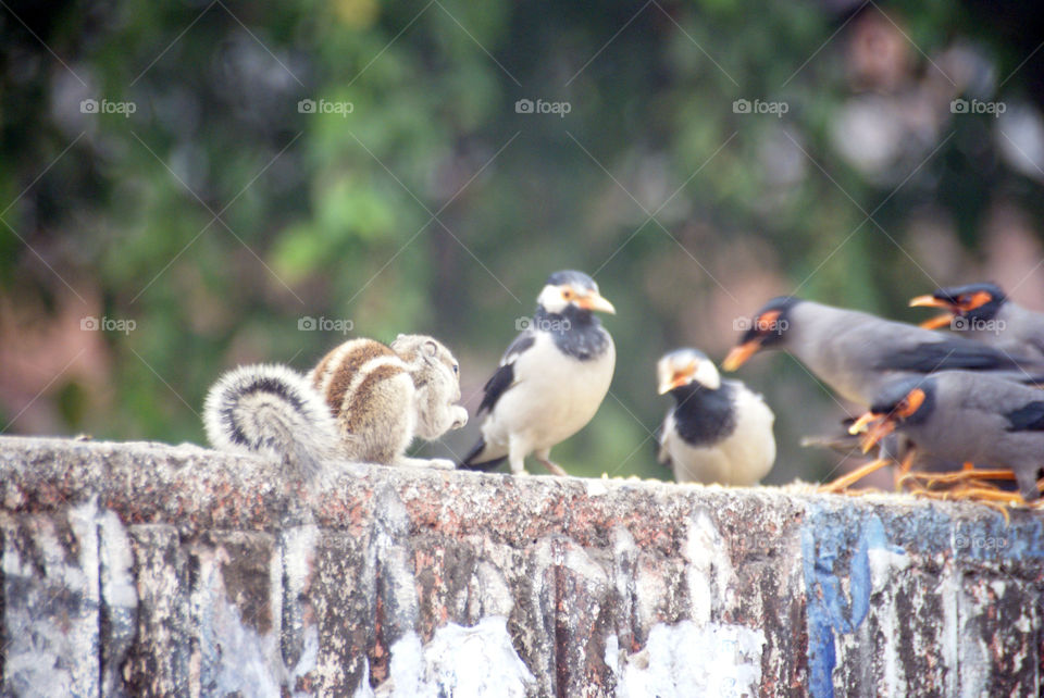 Squirrel enjoying its snack while the birds fight for food.