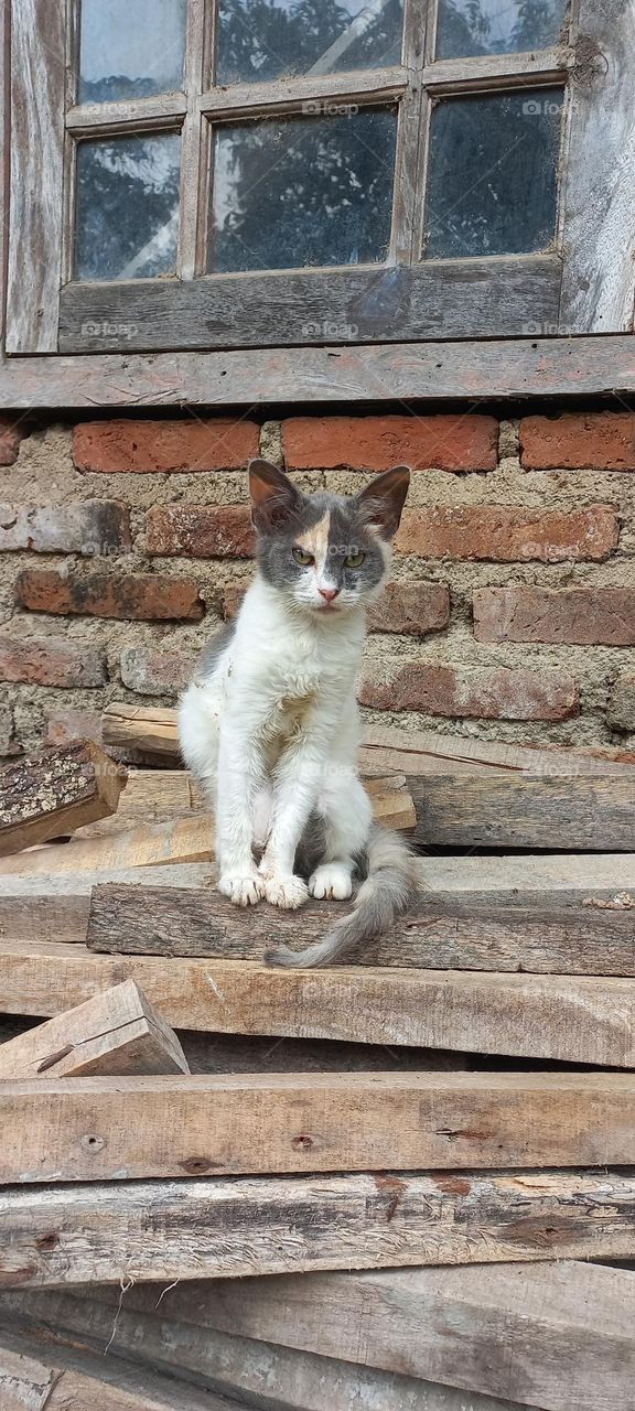 Kitten sitting on a pile of wood