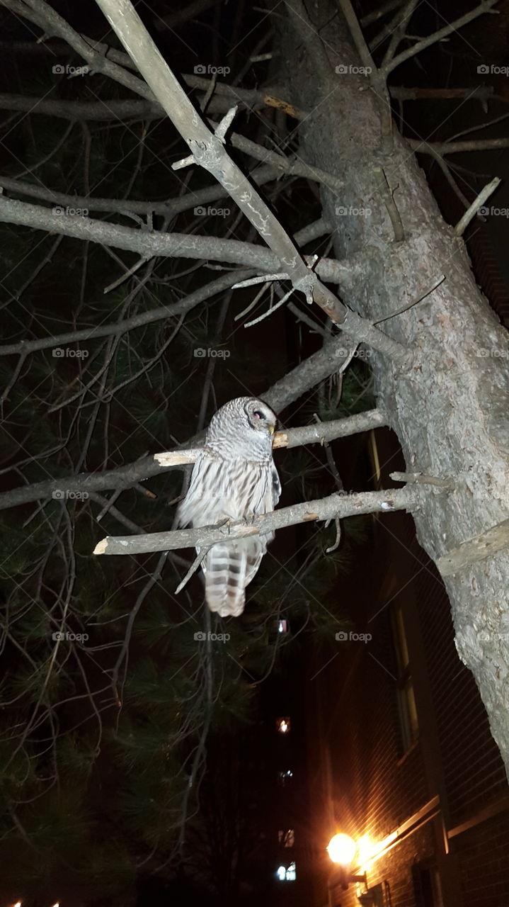 This owl flew past me tonight and landed on this tree. Then it posed for me to take this pic before flying off again.