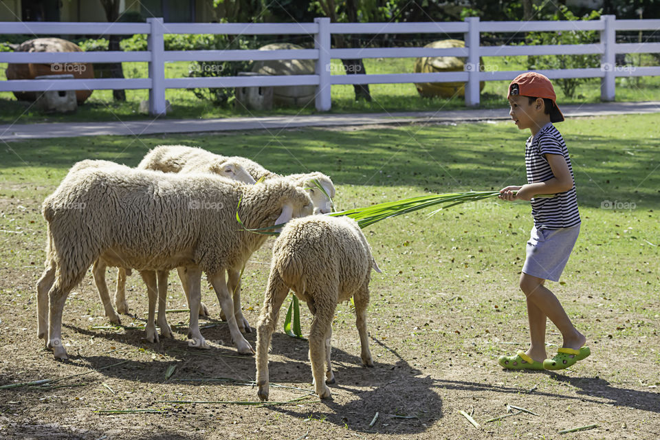 The  white sheep eat grass in the hands of Asian boys.