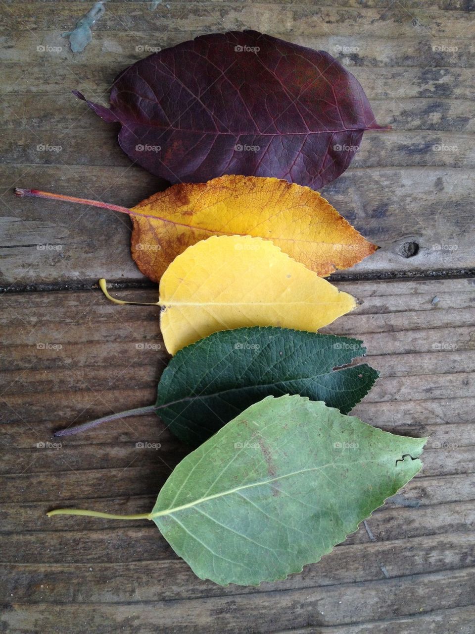 Fall leaves vertical