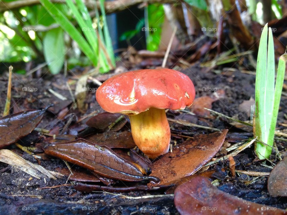 Mini Mushroom, Baby Iris. Back yard discovery after a rain