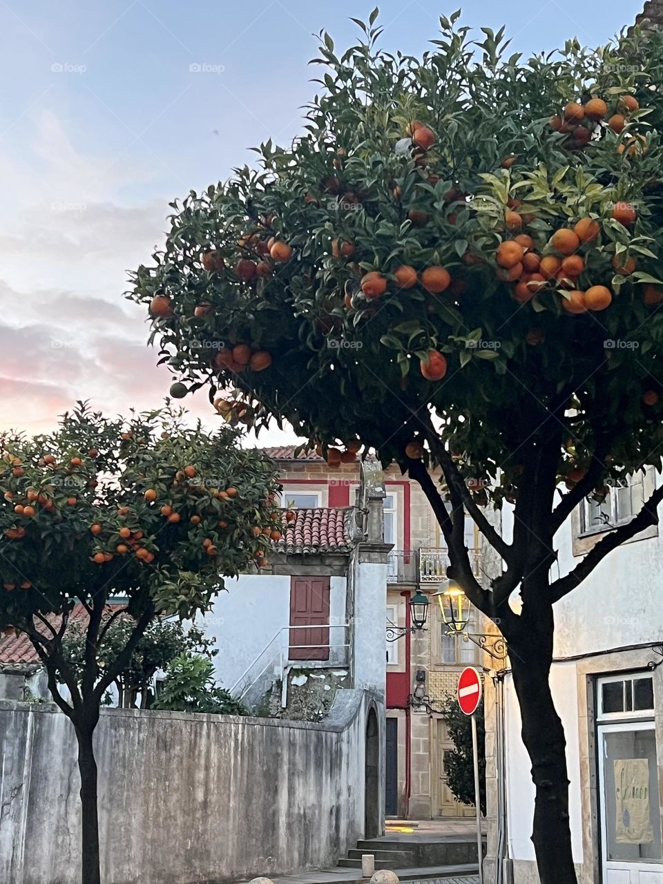 Orange trees in Portugal 