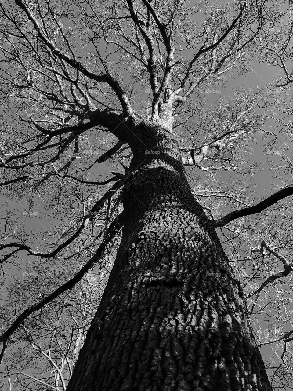 Pedinculate oak black and white shot from a pointperspective view