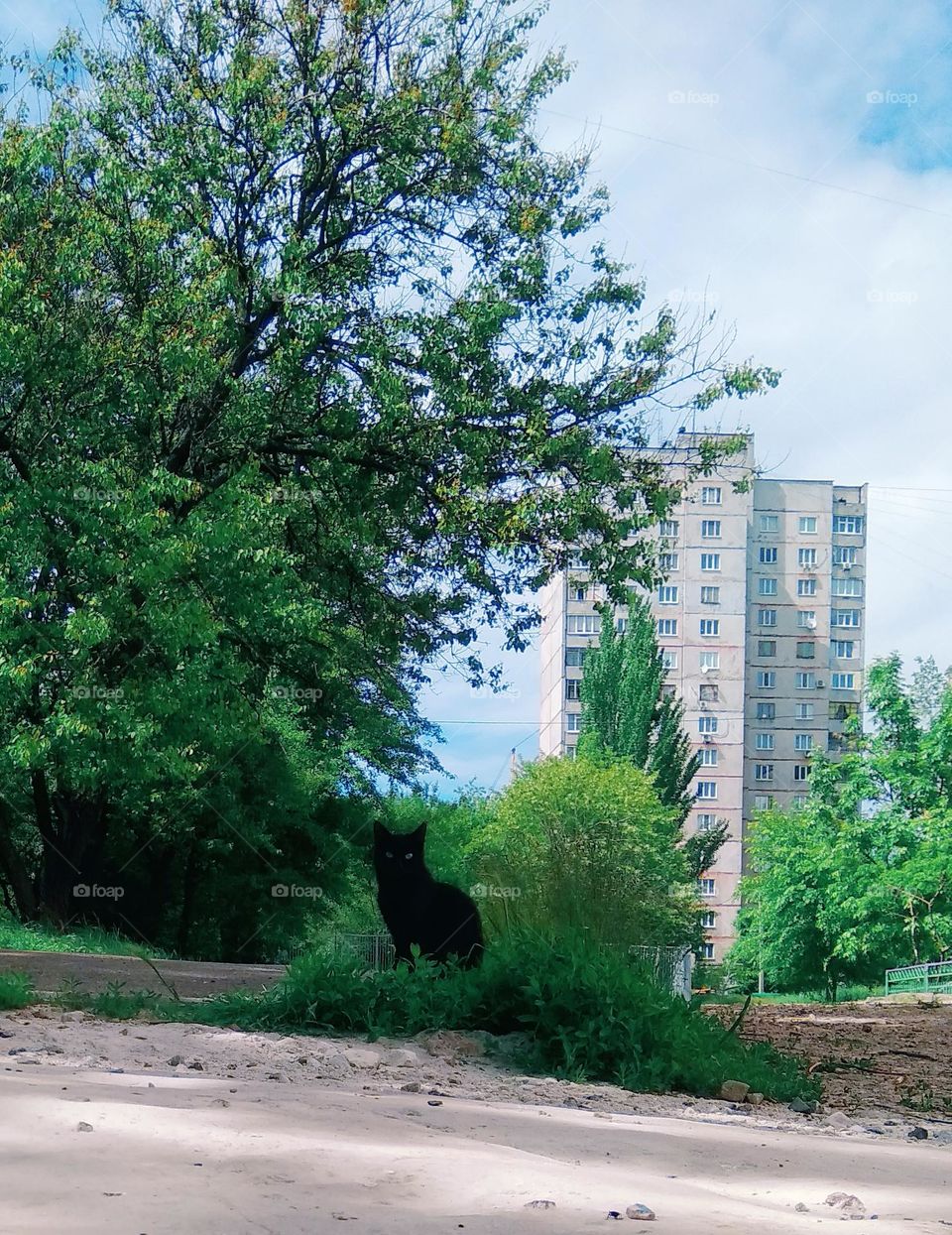 be authentic cat astrophy