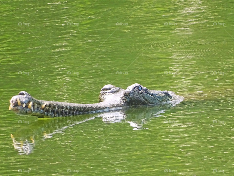 Crocodile. This crocodile also known as Gharial, is a fish-eating crocodile. Cooling off in the pond on a hot afternoon.