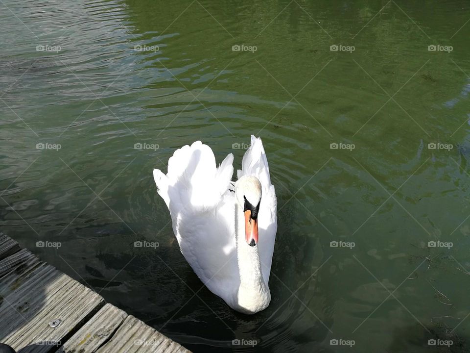 Swan