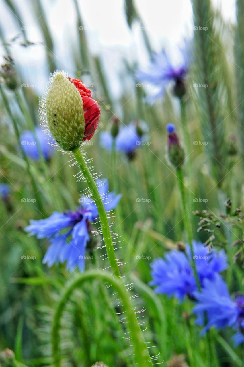 Poppy flower bud