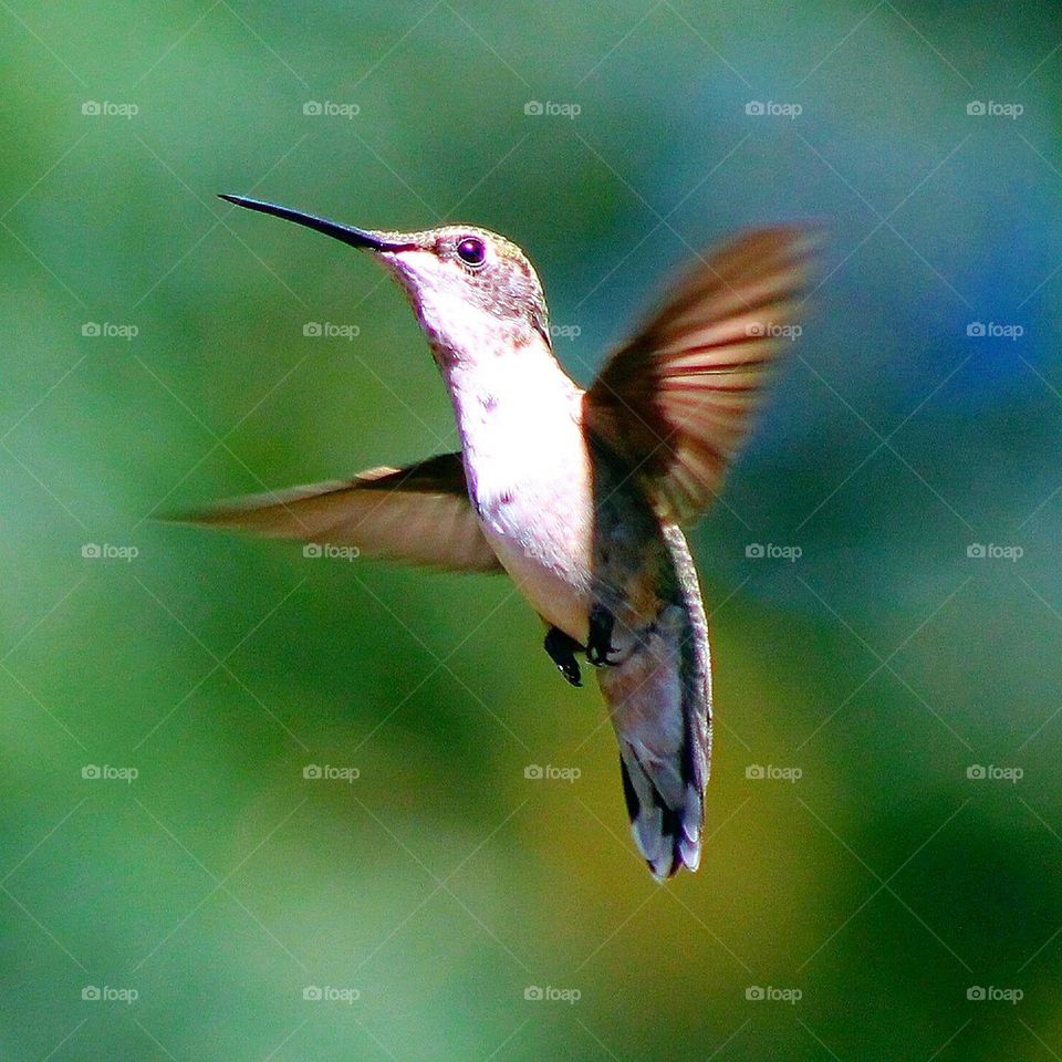 wild hummingbirds