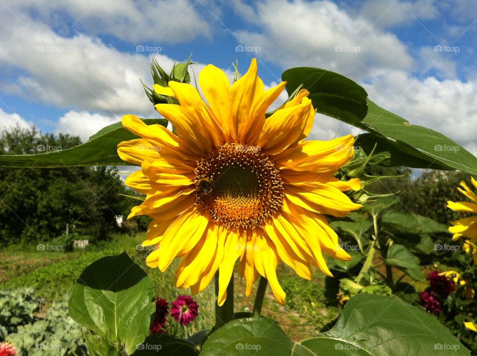 Sunflower . Sunflower 