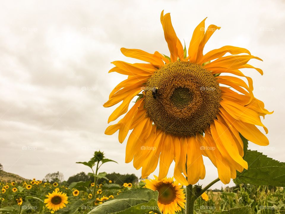 Sunflower