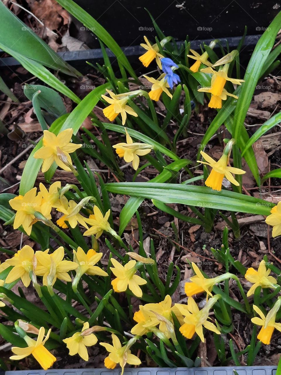 photo of the week - daffodils