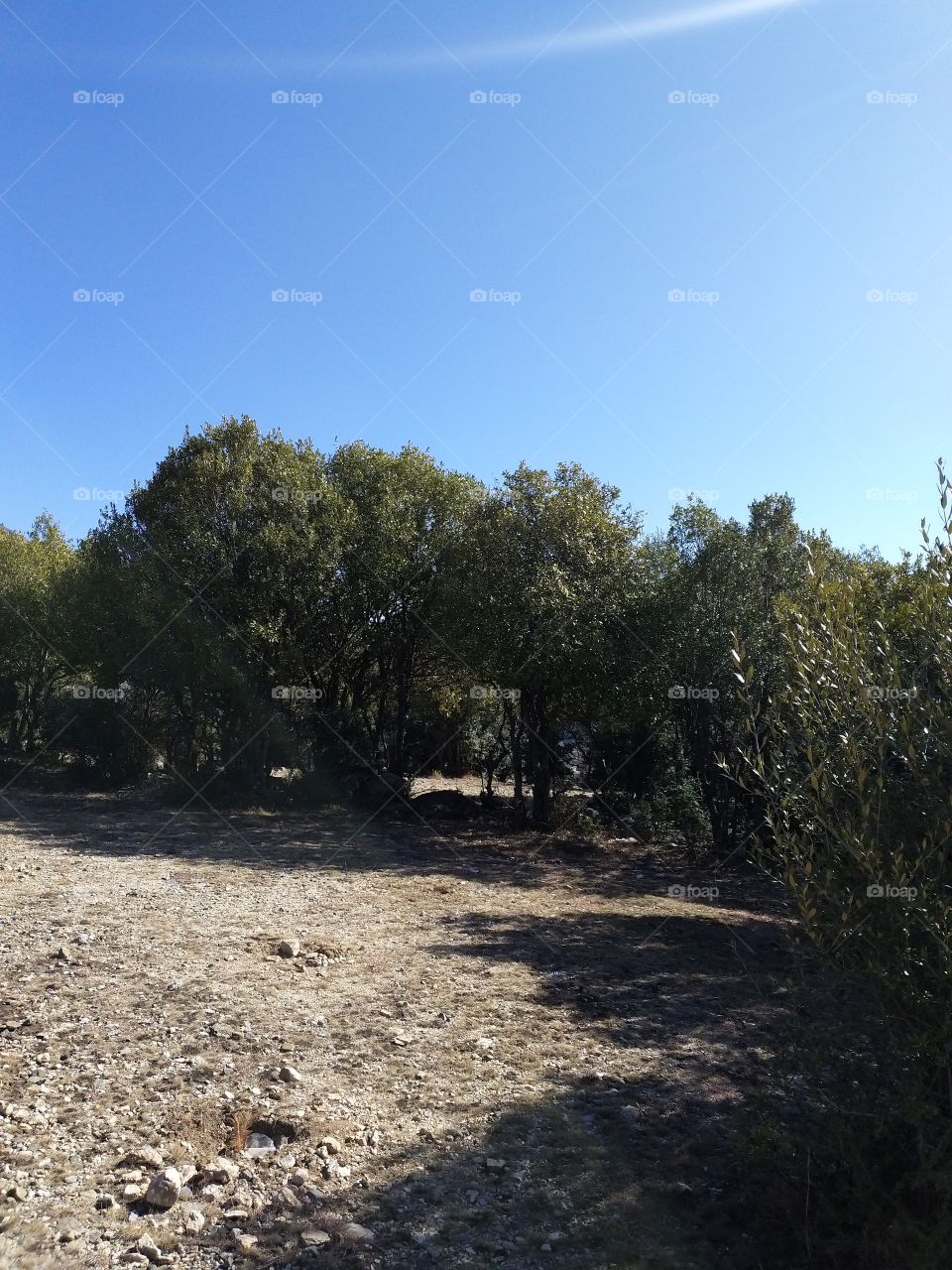 green trees blue sky