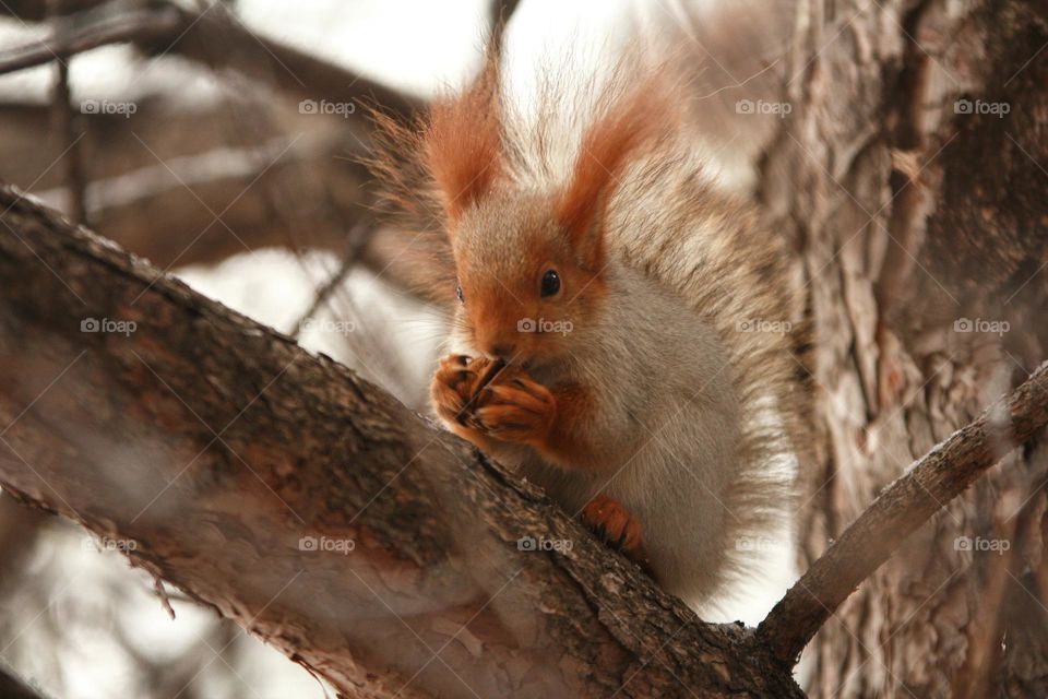 A squirrel gnaws a walnut