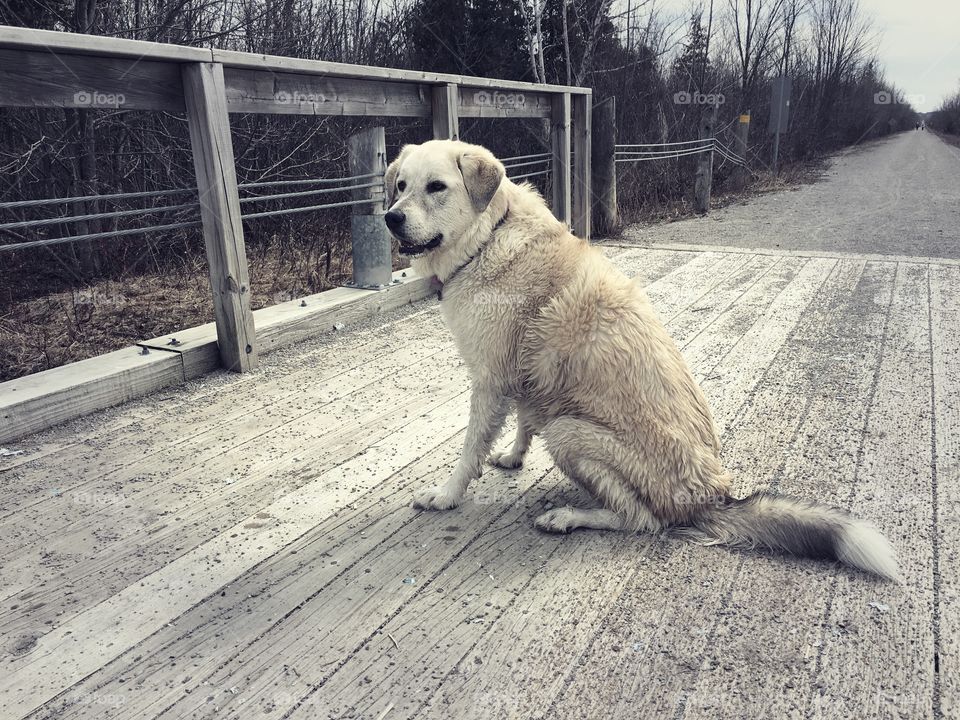 Miya bridge dog