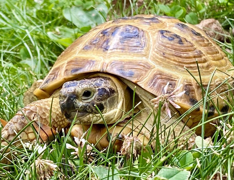 Tortoise in the grass