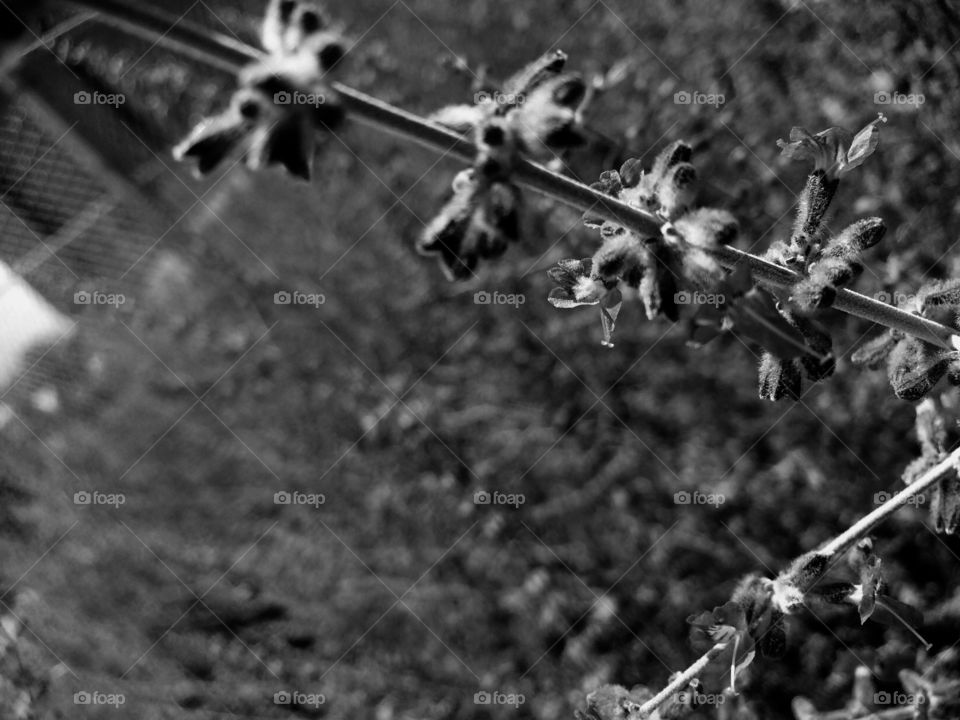 Tree, Outdoors, No Person, Barbed Wire, Branch