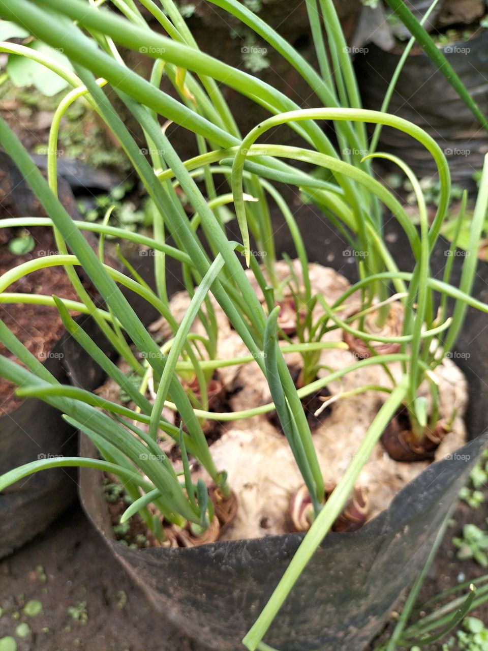 Onion plants are starting to grow