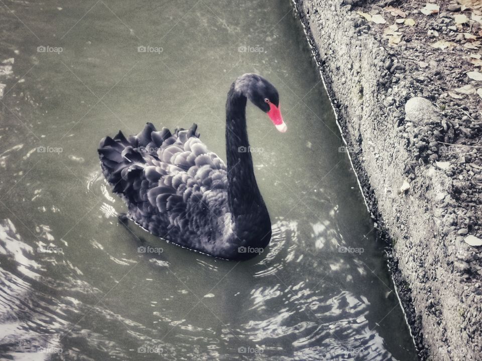 Russia view zoo animals wild outside outdoor day part details capture life water Swan lake