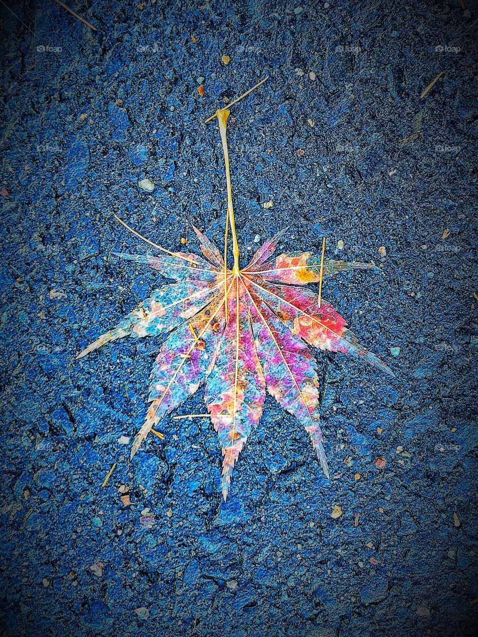 High angle view of multi coloured leaf
