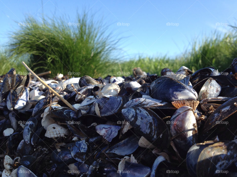 nature blue summer shells by pellepelle