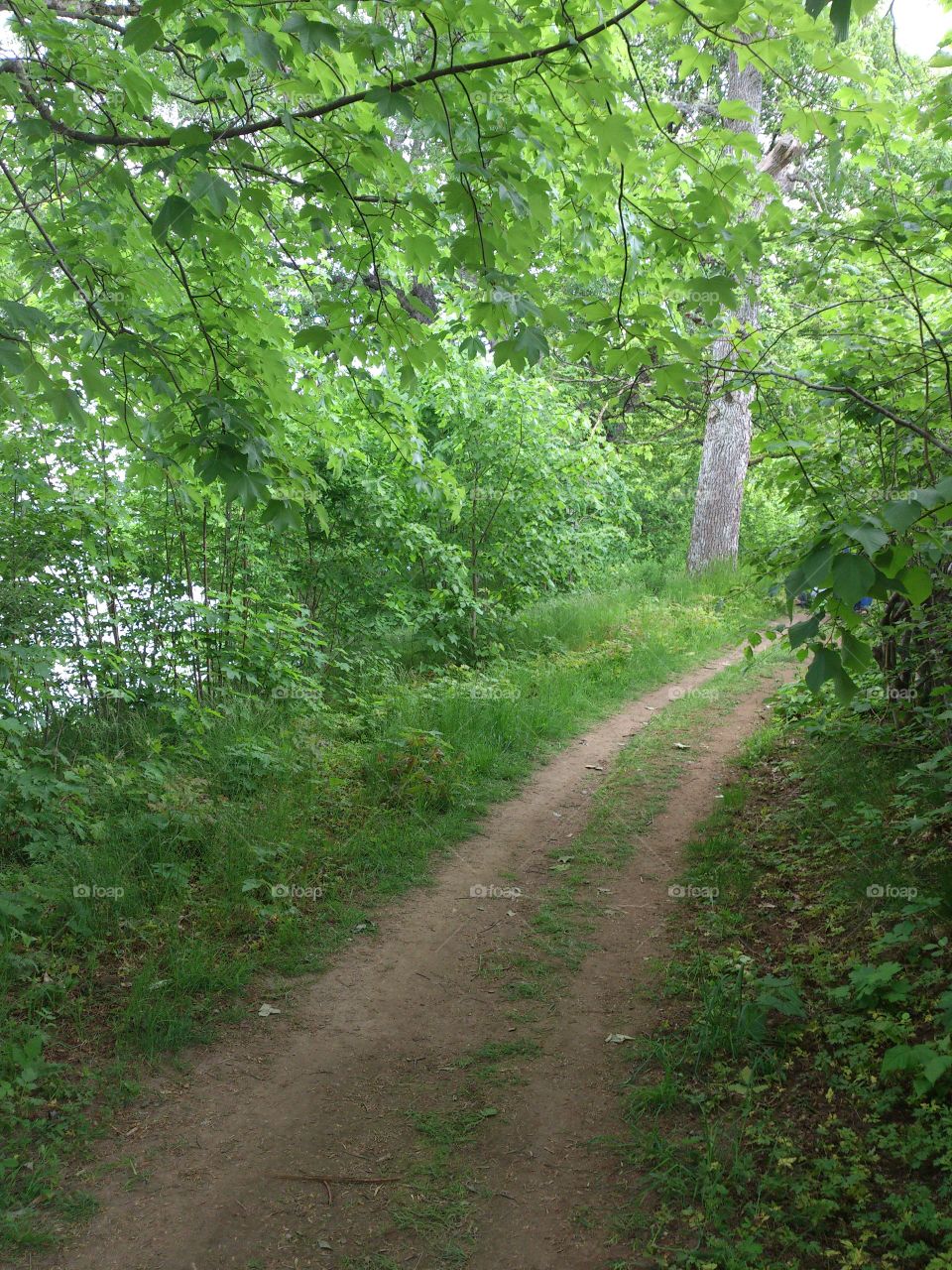 Road in a forest in Sweden 