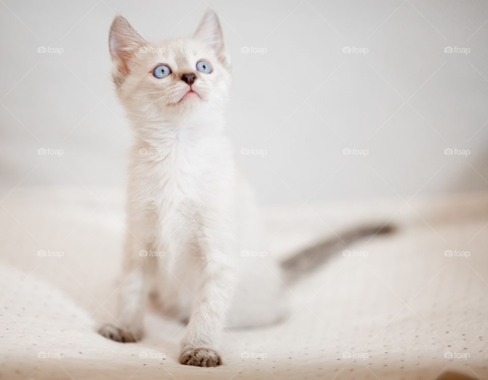 Little Tibet color-point kitten playing