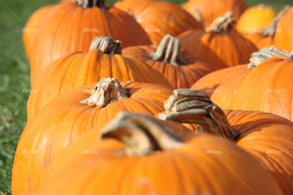 Pumpkin stems