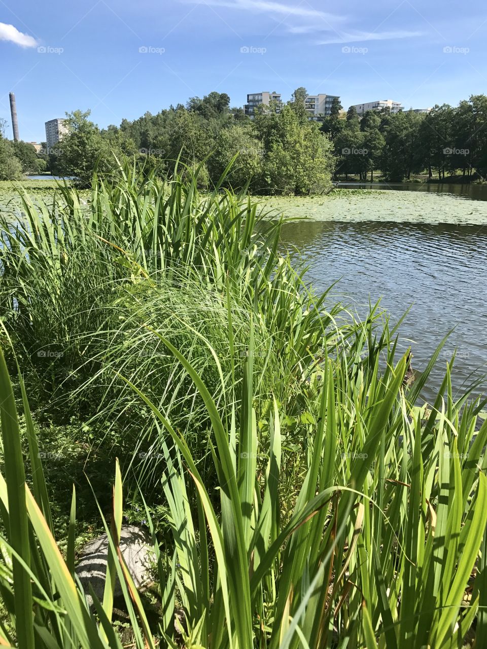 Grass lake