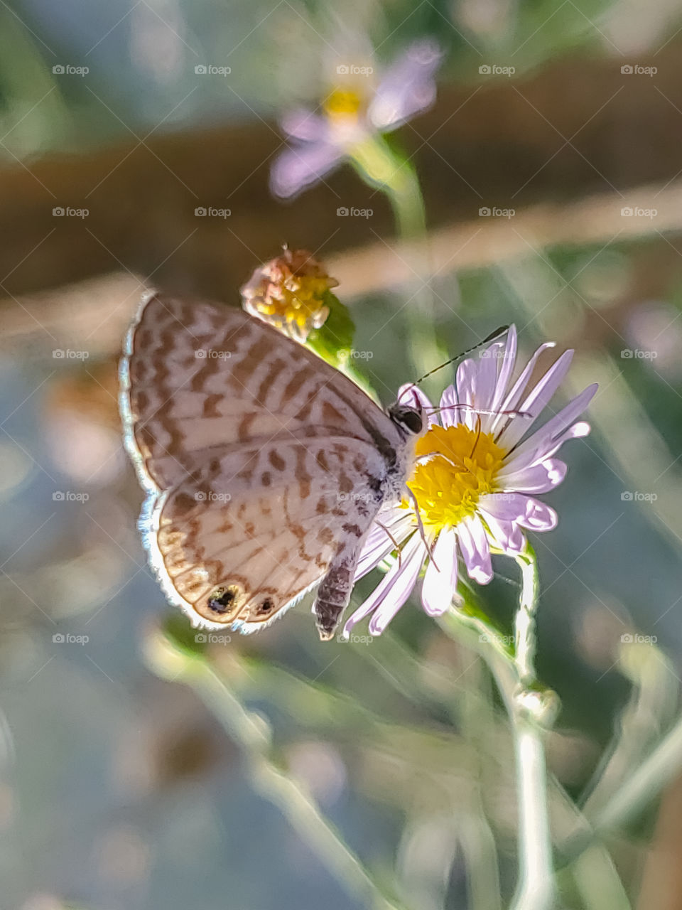 The tiny Cassie blue butterfly on a wild flower illuminated by morning sunlight