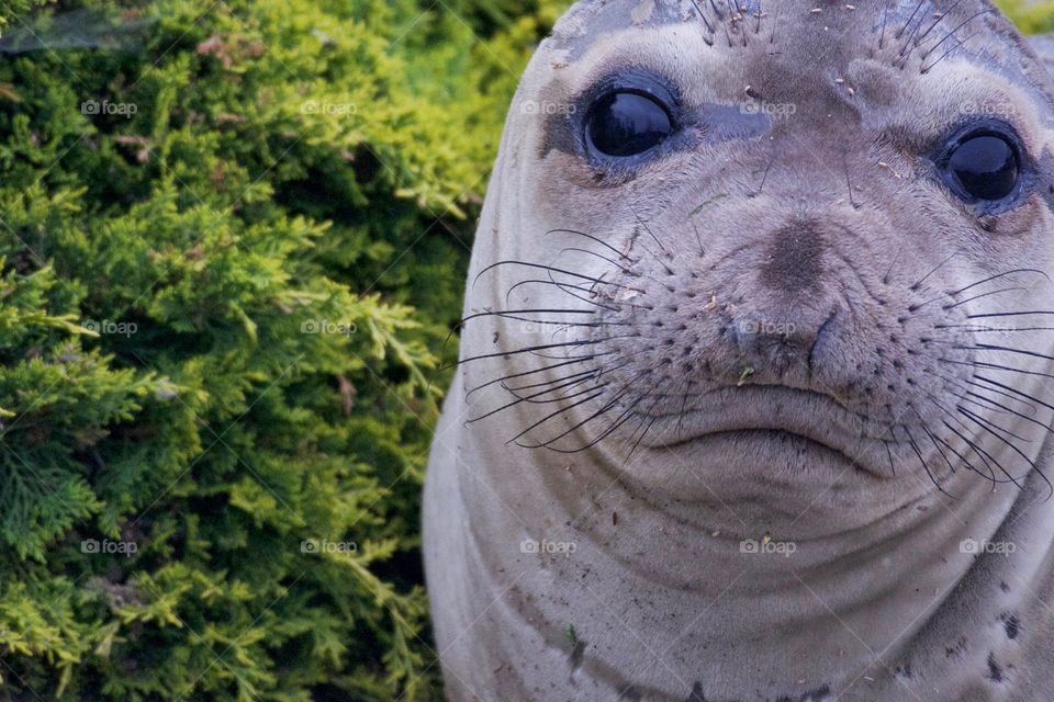 Elephant seal