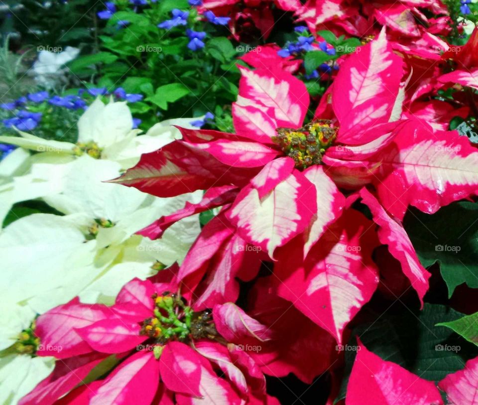 Poinsettias