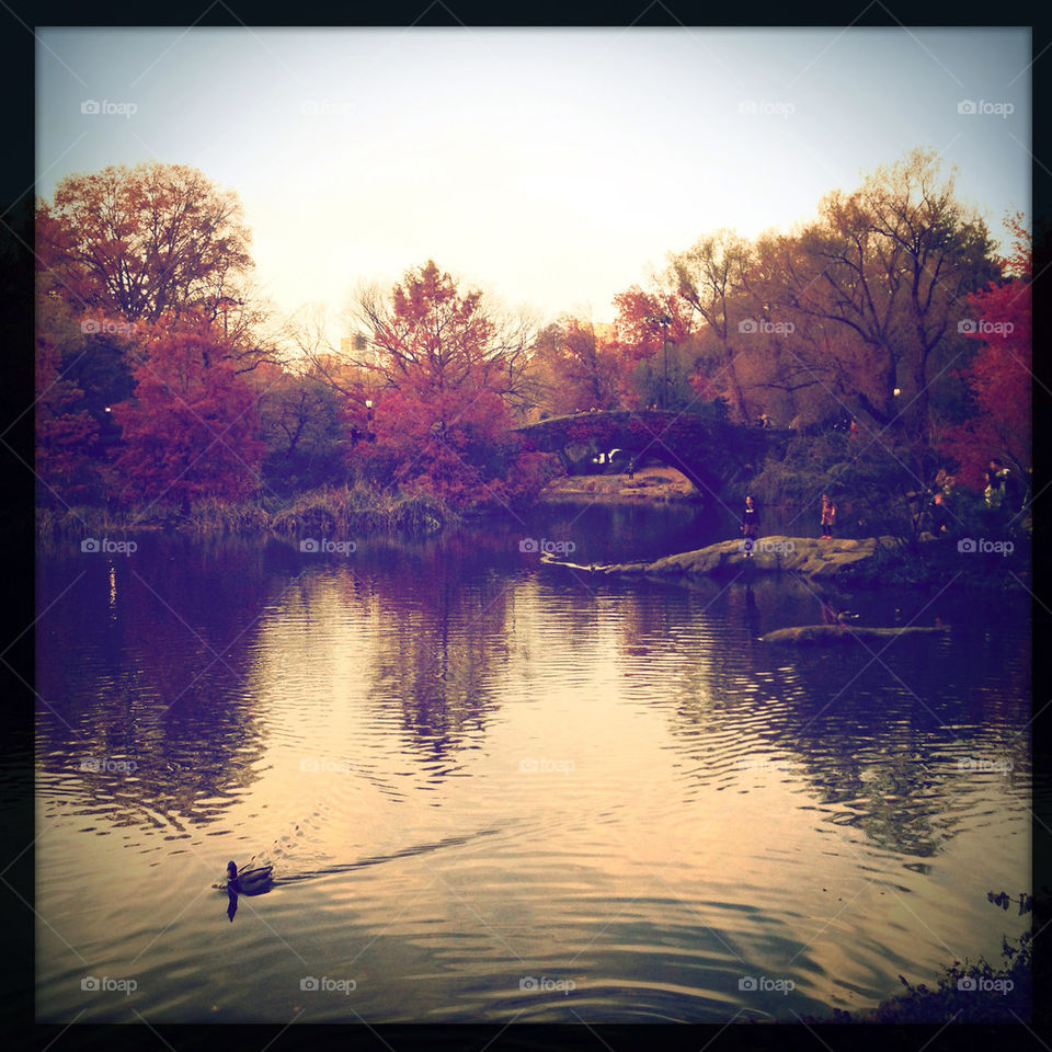 new york autumn bridge duck by gatoritis