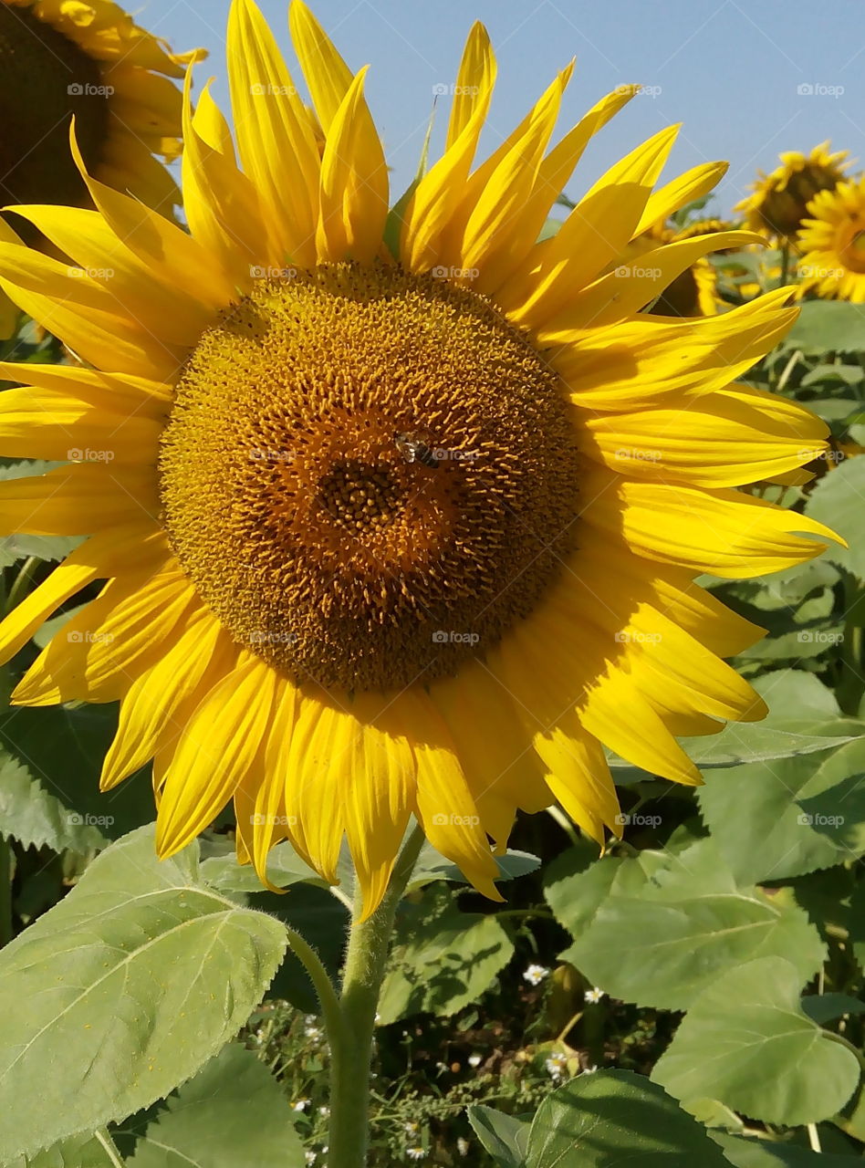 подсолнух.флора.природа.