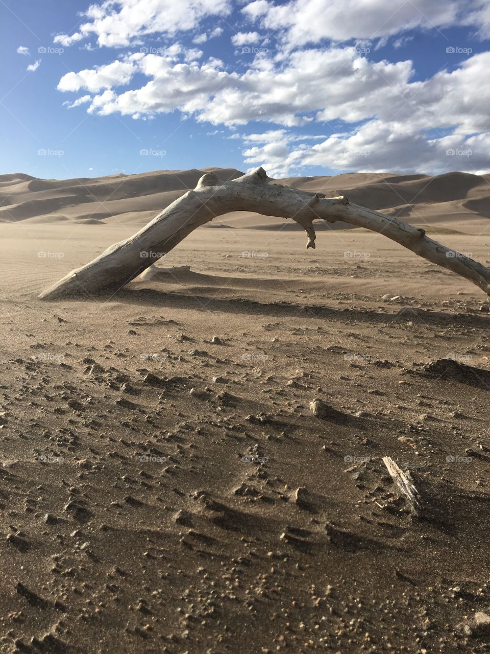 Tree trunk in sand