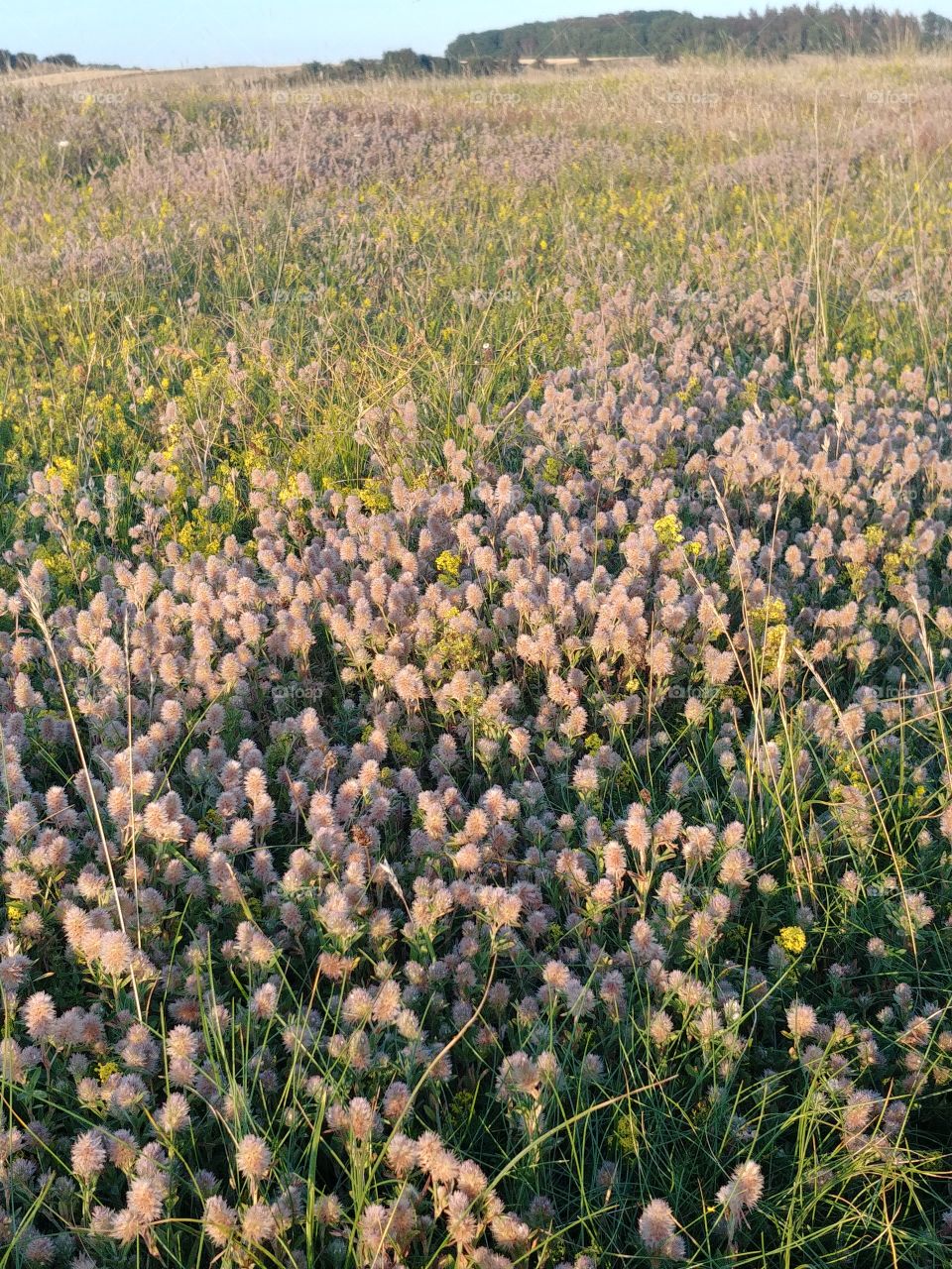 Wiese Gras Boden Natur nature outdoor summer Sommer weite Schutz country blooming hayfield field
