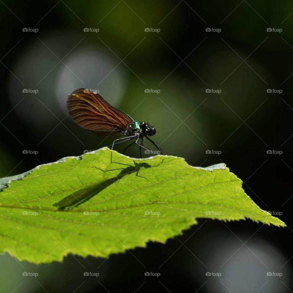 Close up on a dragonfly resting on an hazel tree leaf