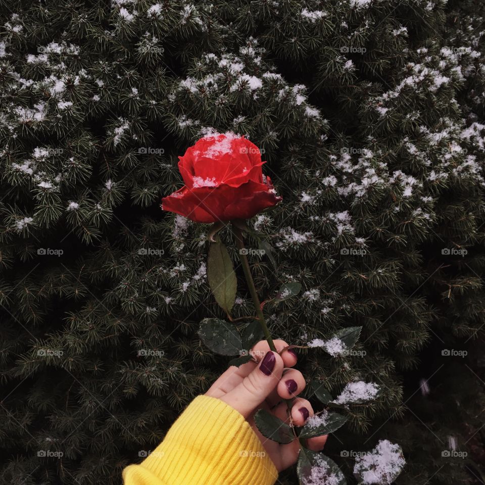 Rose and first snow 