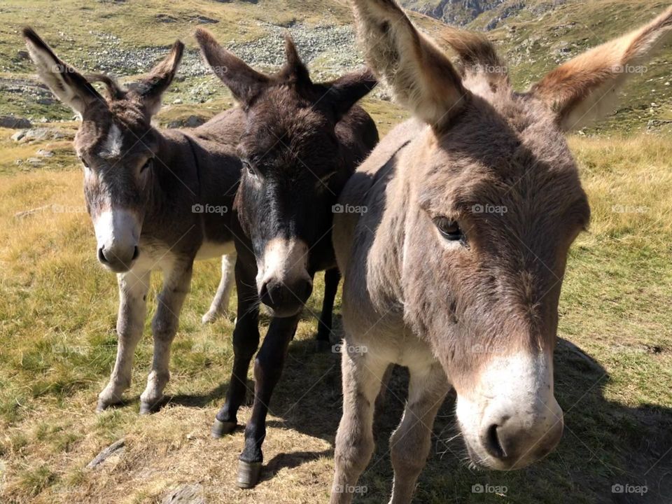 Three donkeys 