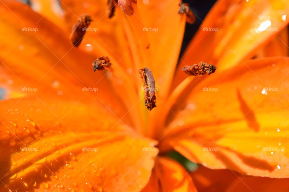 Extreme close-up of a orange flower