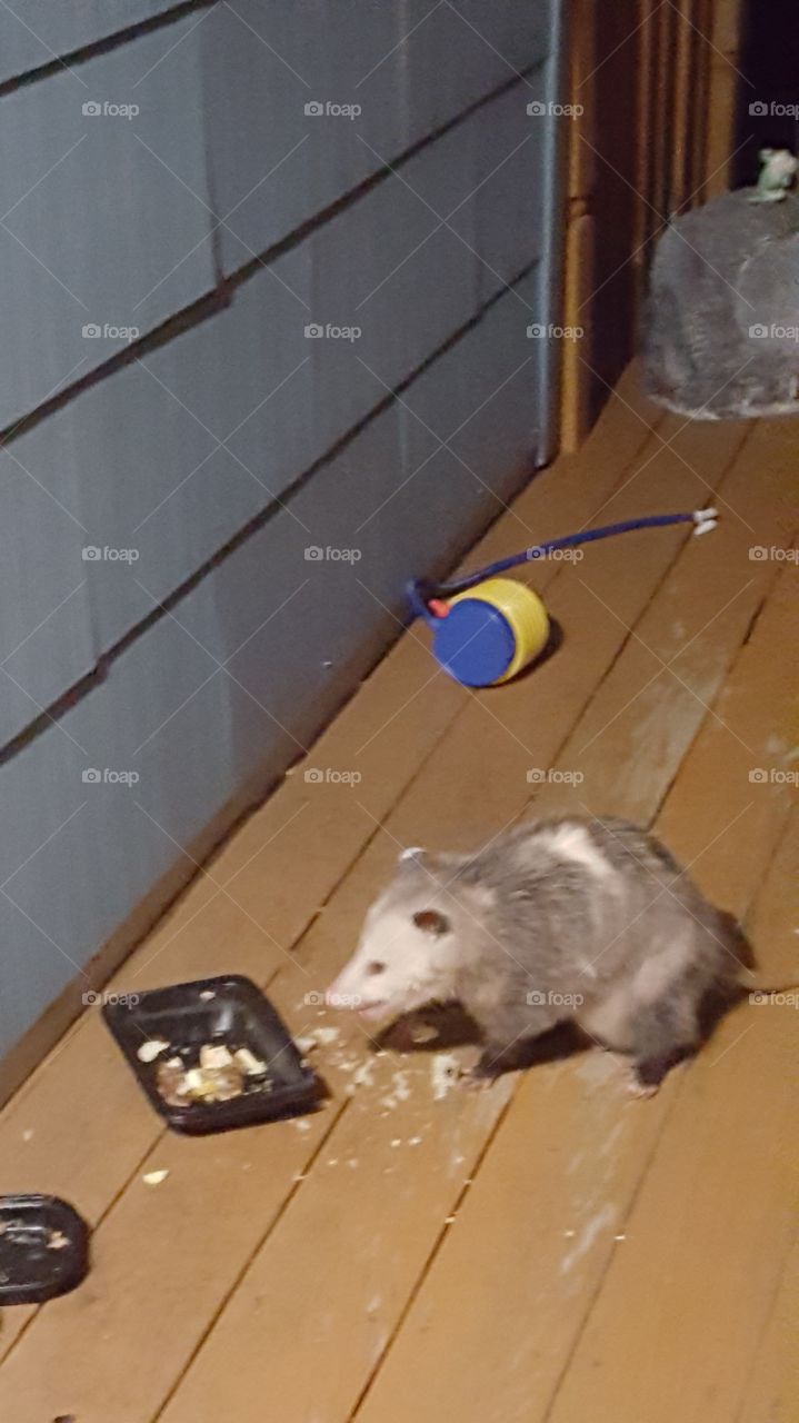 Opossum  outside my house