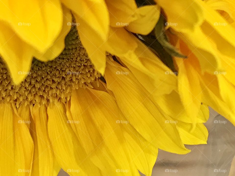 Turned down petals on beautiful sunflower 