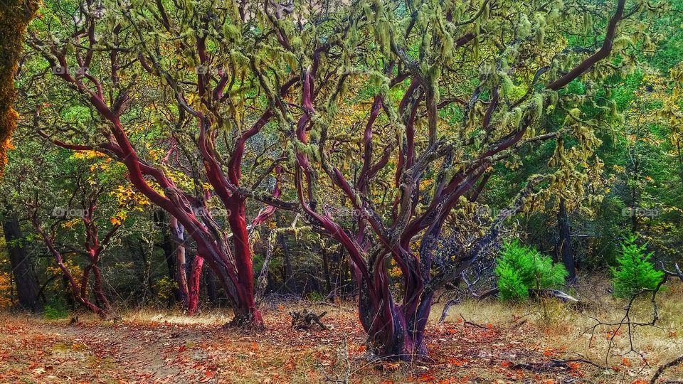 madrone trees