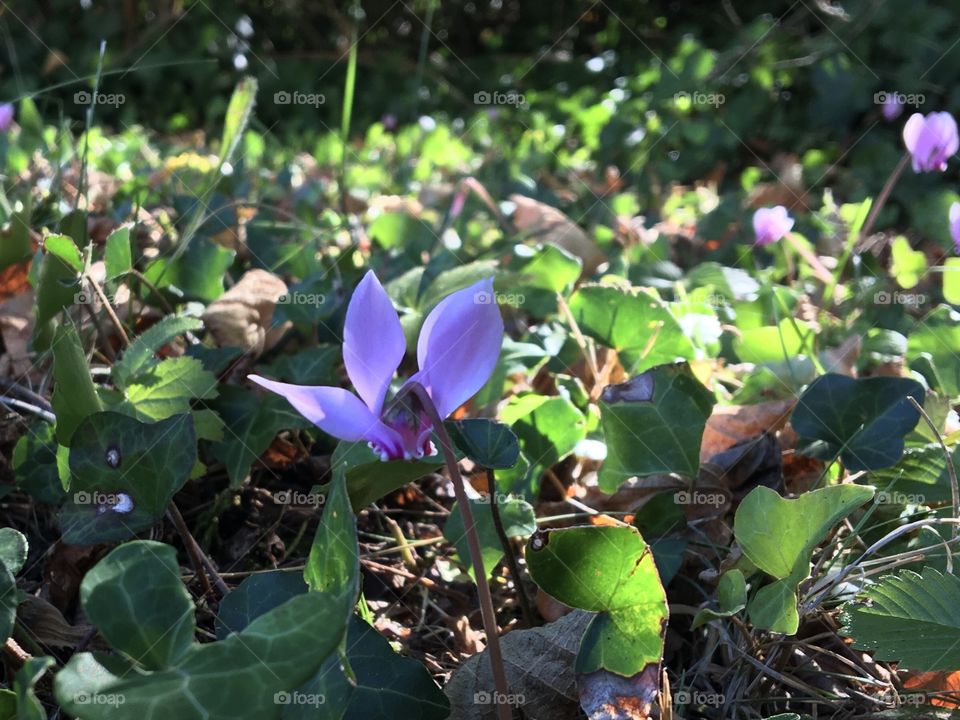 Little wild cyclamen in grass in end summer