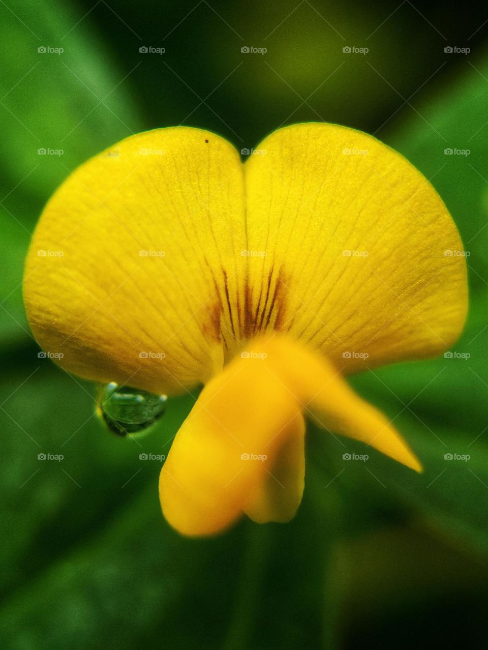 yellow flower with water dew