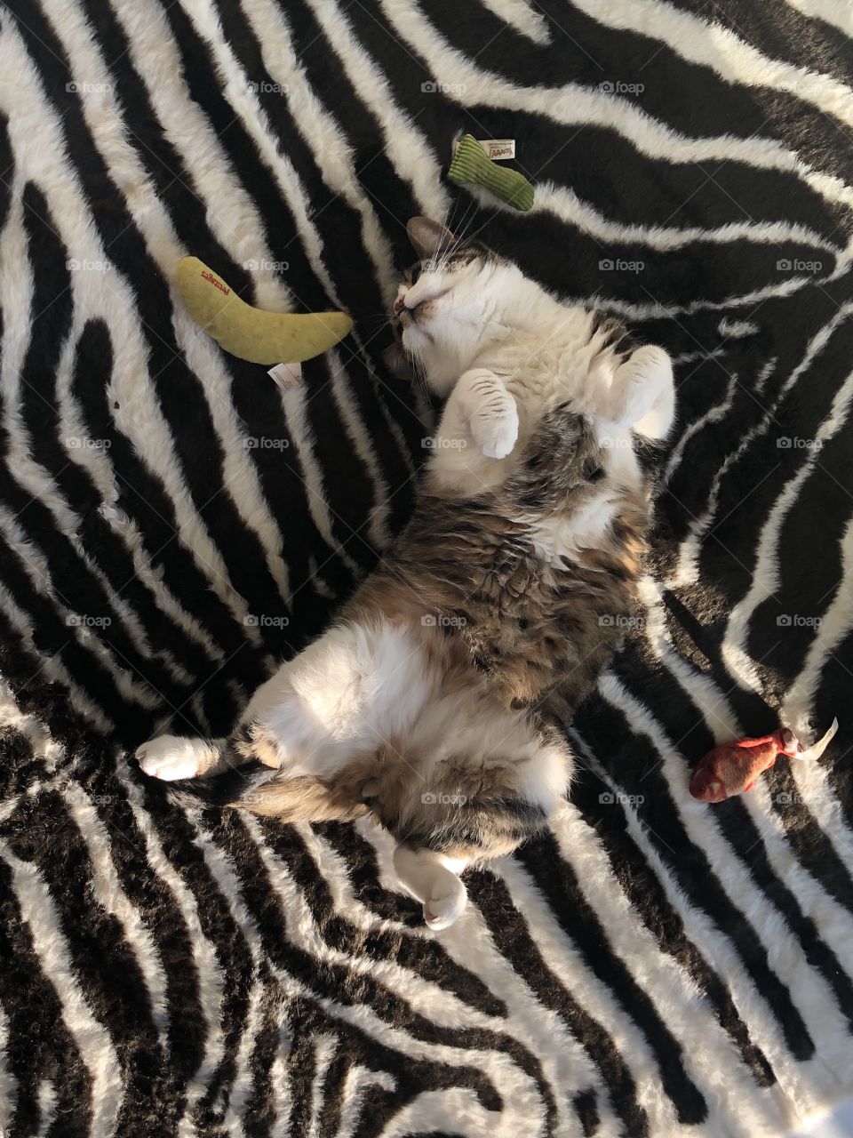 Cat zebra sleeping paws 