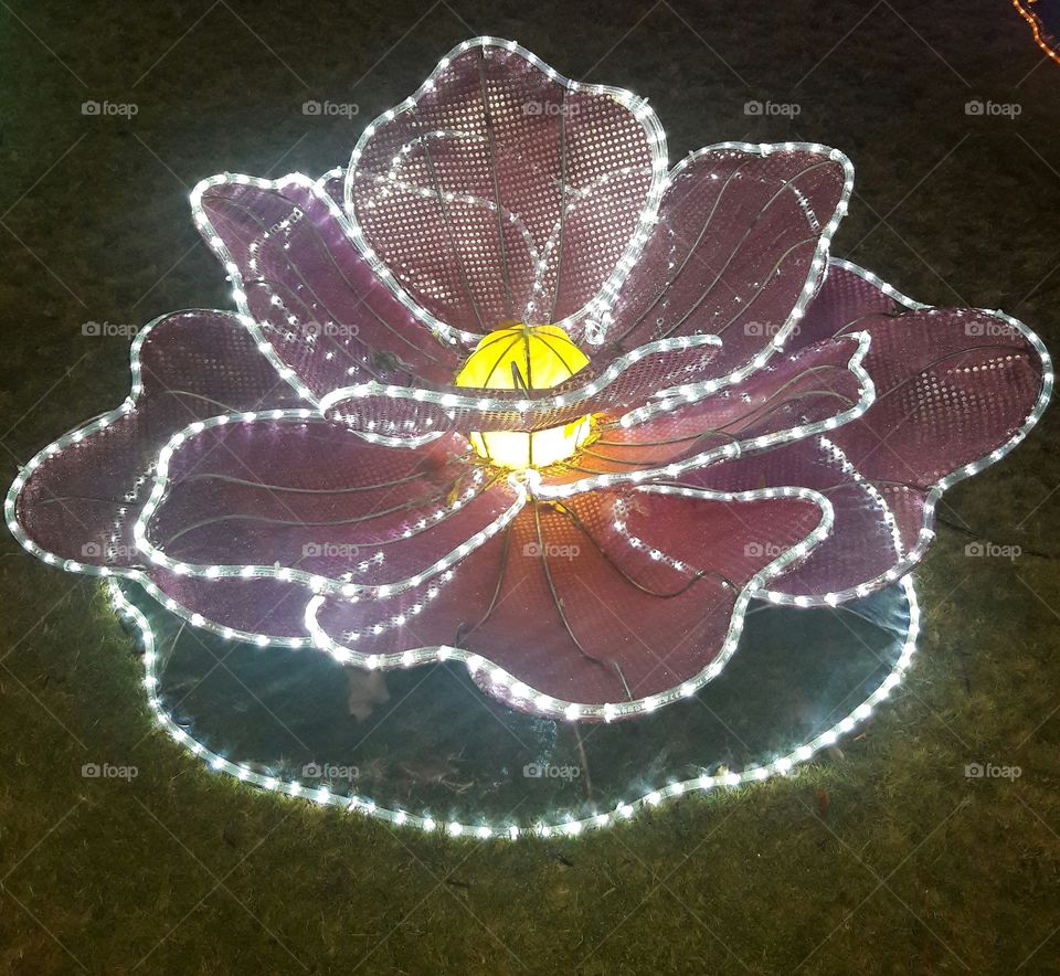 lantern flower